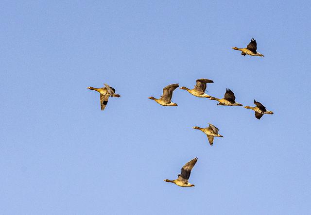 “乌秧乌秧”超壮观！“天上来客”为珲春送来限时美景