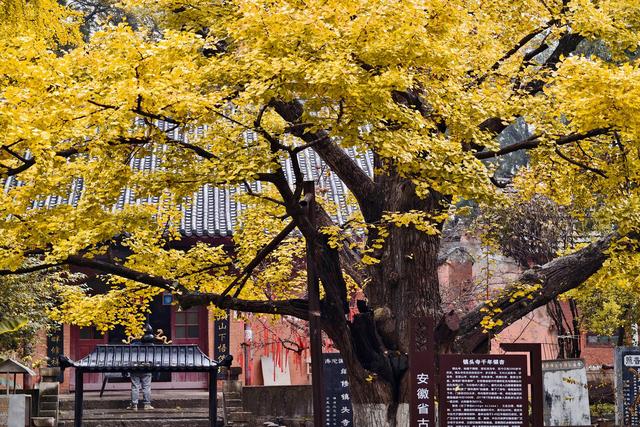 宿州镇头寺，历史悠久，环境清幽，一座隐逸在皖北的千年古刹