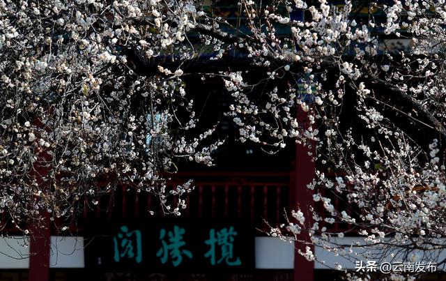 昆明大观公园梅花开了