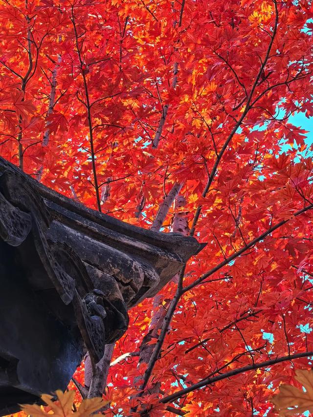 谁懂啊？这里的红枫，才是秋日“天花板”！
