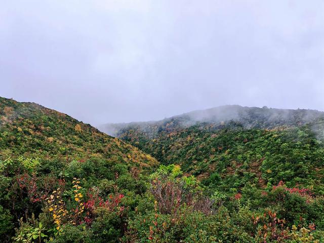 凉山金阳：彩林秘境初冬上线 层林尽染惊艳时光