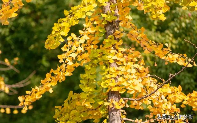 合肥市中心:徽州大道“金色大道”一眼回庐州