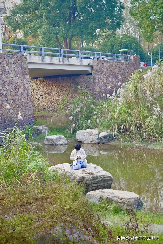 冬日遛娃就去长沙“济州岛”！水杉染红，芦苇摇浪，0元解锁 “橘子海” 日落