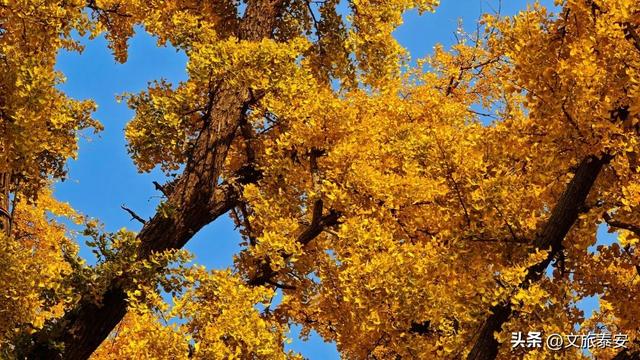 错过等一年！带你打卡岱庙里当红的「黄金擎雷银杏」，这样拾秋秒出大片！