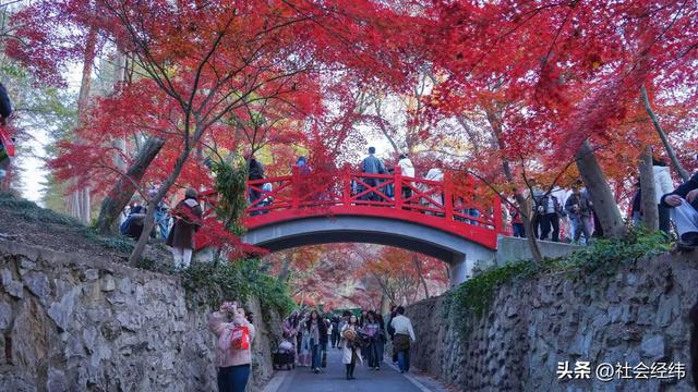 【每日一景】“枫”景这边独好 中山植物园红枫岗