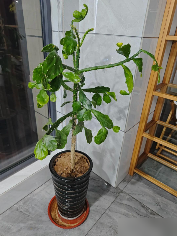 河北一女子晒妈妈养8年的仙人掌，已成“树”，开花又结果，好牛