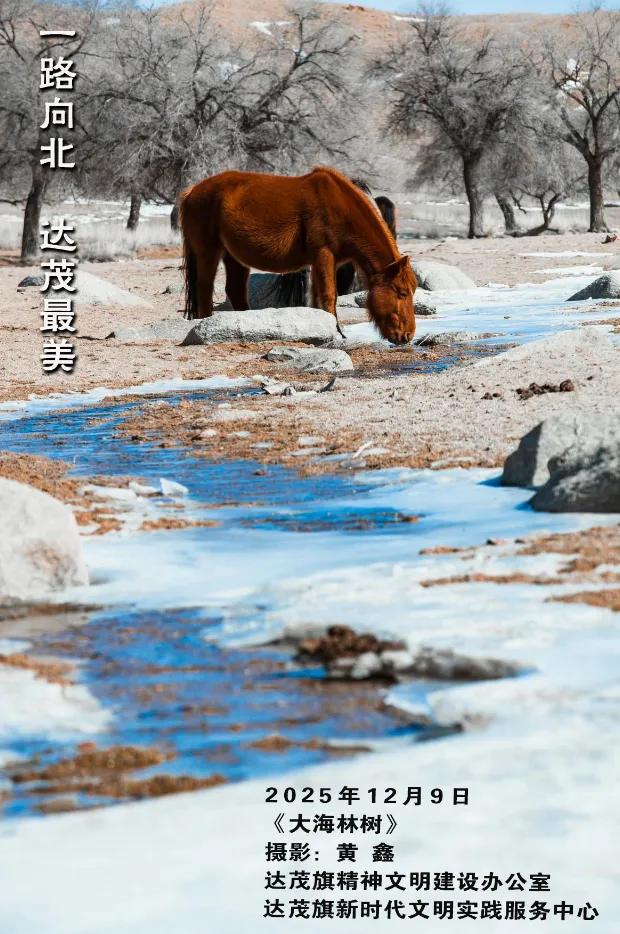 达茂时讯丨2025年12月9日 名单公示,我旗3家上榜!