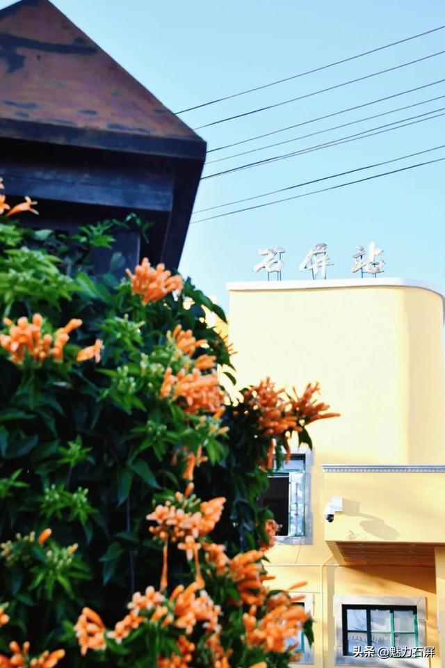 超治愈~石屏这片炮仗花海藏不住了🧡