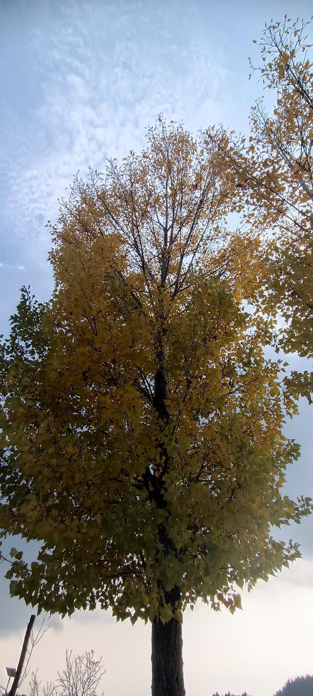 骊山红叶似火 车辆行人如织