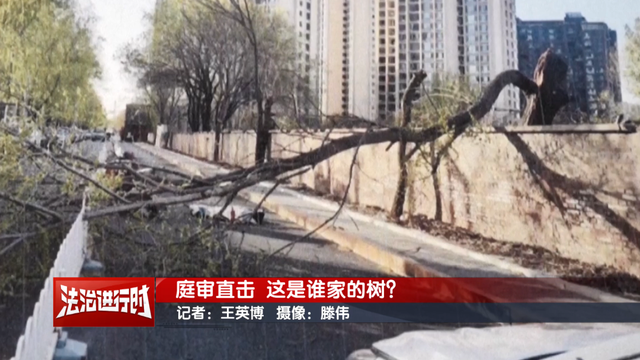 北京一男子被大树砸中当场身亡！相关三家公司均拒绝赔偿，律师：不能完全免除公司责任
