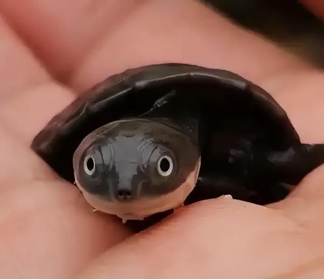 严禁入境后果严重！两女子在紧身裤内藏68只，被广东海关查获