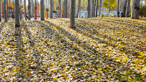 顺义白杨林：把冬日浅金，织进一帧鎏金诗篇里