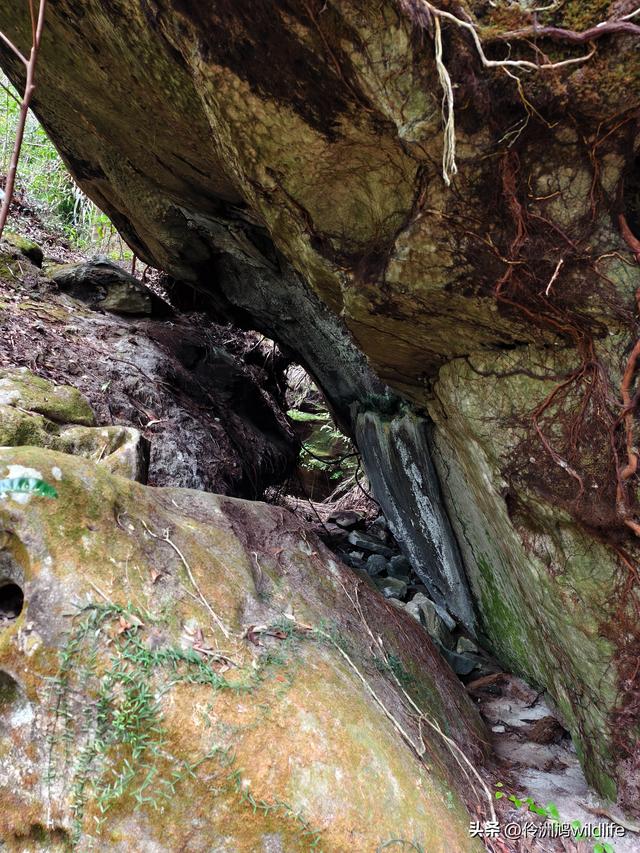 马来西亚(35)砂拉越州⑨峇哥国家公园徒步线路