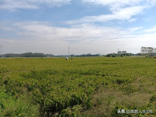 稻田里的咖啡店，稻花香里话丰年