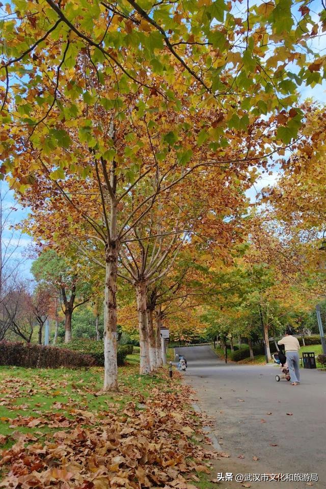 啊“秋”，彩林已上线，快收下这份斑斓！