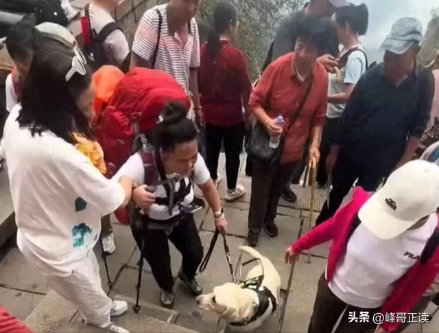 爬泰山的作死夫妻被制裁！导盲犬被收回，身份被扒，家里还有一只