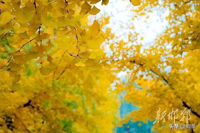 丛台金叶映笑颜 市民乐享好时光