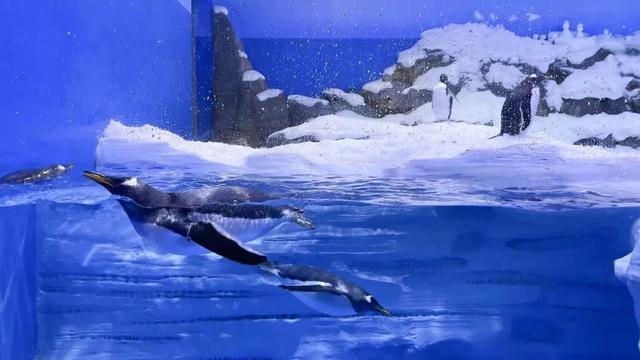 高甜预警！雪域交友派对火热报名中，速来→