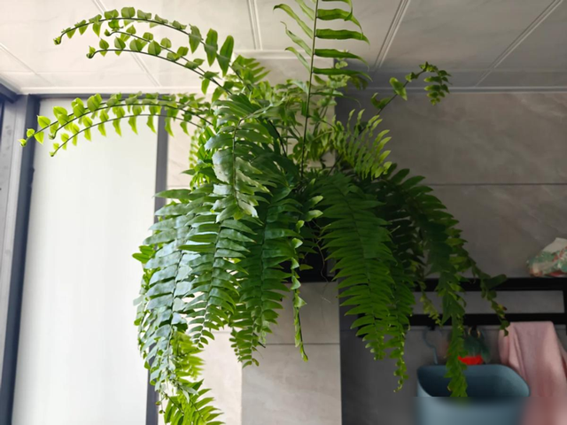 阴花不能进阳宅，家里若有这5种花，请赶紧“搬出去”！