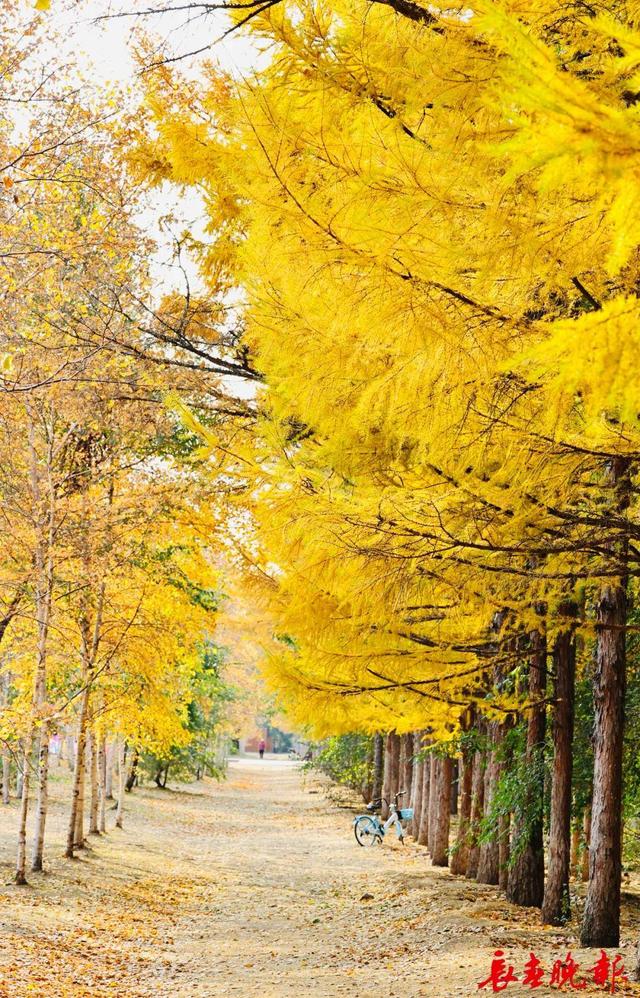 长春这里藏了条“黄金大道”！错过再等一年