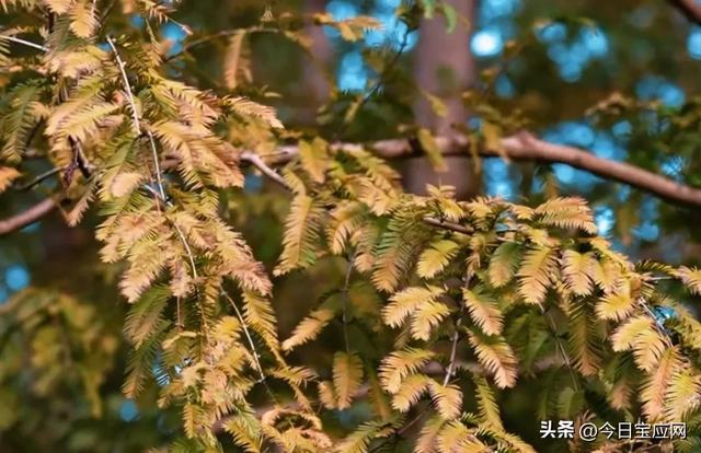 宝应水杉林即将进入最美红叶期