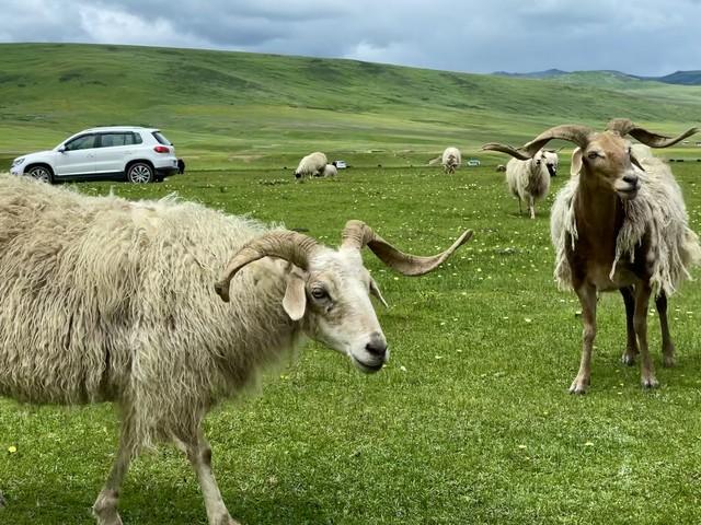 自驾游遇羊群，边牧首次体验牧羊，