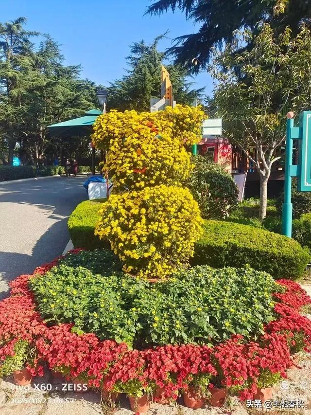 菊绽秋阳里,暗香绕中山|申艳娟