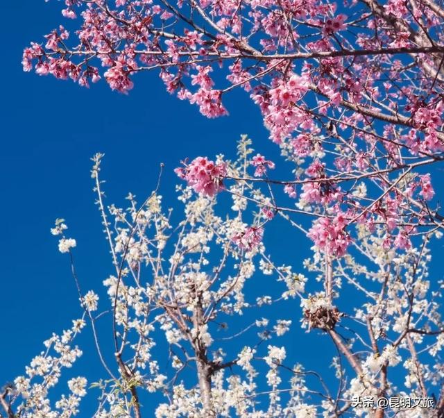 美炸！美炸！全国裹貂我赏樱！昆明最全冬樱赏花攻略来了，周末快冲~