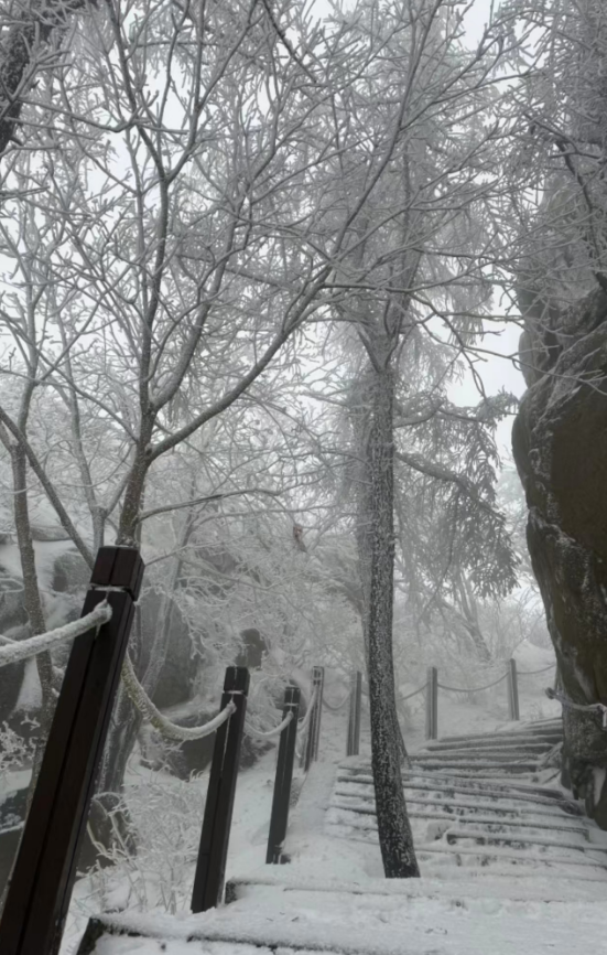 春天又想起来逞能了！今早，大批青岛人憋着想请假：领导，这里突然美得不像话，我能不能去打个卡，晚了怕它化了……