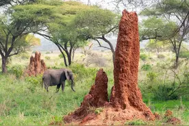 百万白蚁从大坝中挖出，活过2.5亿年的它们是如何摧毁一切的？图片