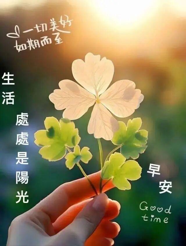 早安正能量简短励志句子，阳光不燥，温度正好，美好的一天开始了