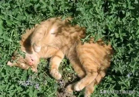 一只猫死在了求生的路上
