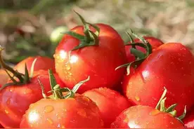 千万不要长期吃这五种灌药水的蔬菜啦，这是为什么呢图片