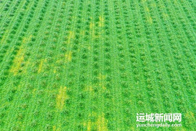 黄河一号旅游公路平陆段：层林尽染黄河岸