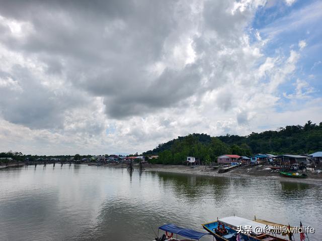 马来西亚(36)砂拉越州⑩峇哥国家公园夜间徒步体验