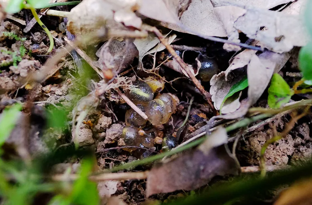 野外仅存600多只！浙江4人徒手抓26只，价值10多万