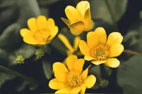 简单活着，内心平静，少一些执念，才能拥有余生的幸福与快乐图片