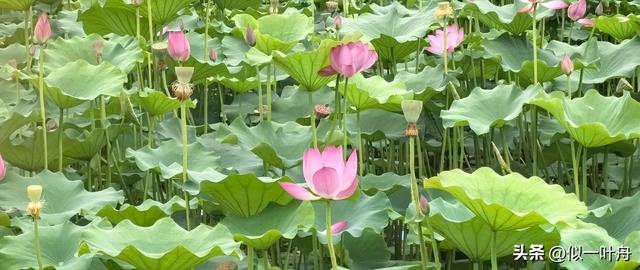 明临安府，今云南建水县