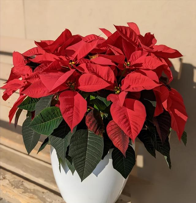 "花旺人不旺"，家里最好不要养这6种花，千万别不当一回事儿