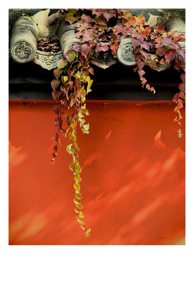 秋未央冬已至，此刻的石家庄毗卢寺正是秋色渐浓，一派秀丽风光。