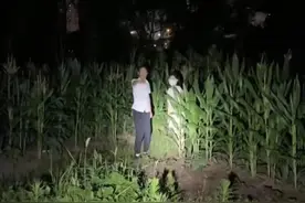 老汉夜巡玉米地，发现有男女约会，约会男子竟声称：信不信我打你图片