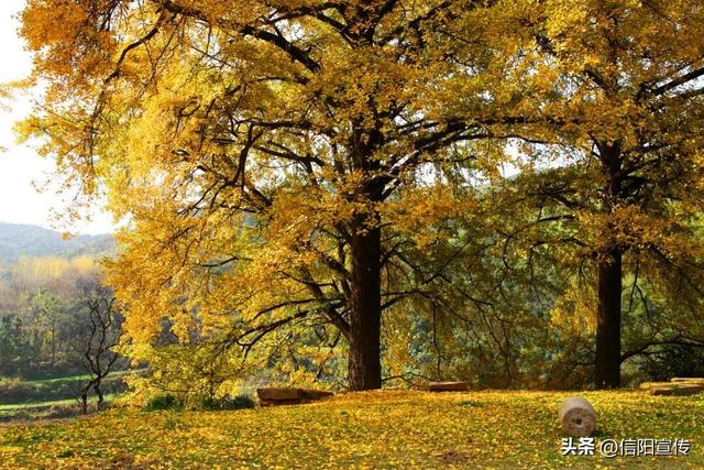 秋色正斑斓！信阳赏秋打卡地推荐