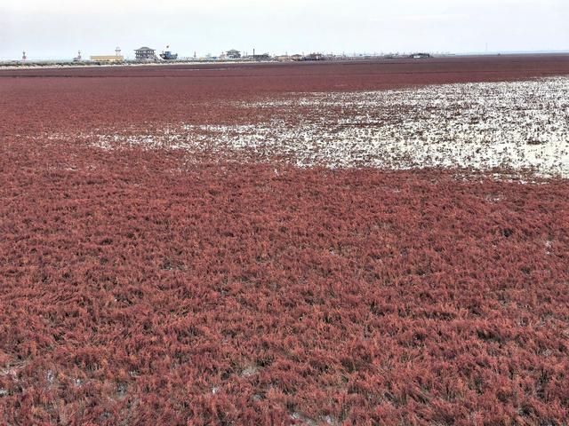 红海滩:闲情本自匠心运，野趣还得巧手染