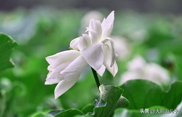 郑州西流湖风光