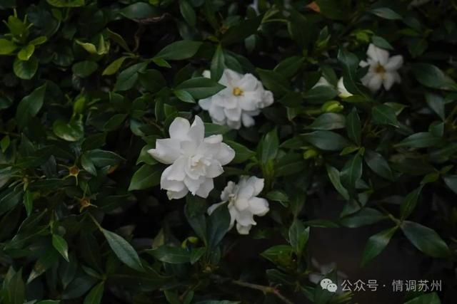 苏州花鸟市场里藏着滚滚红尘