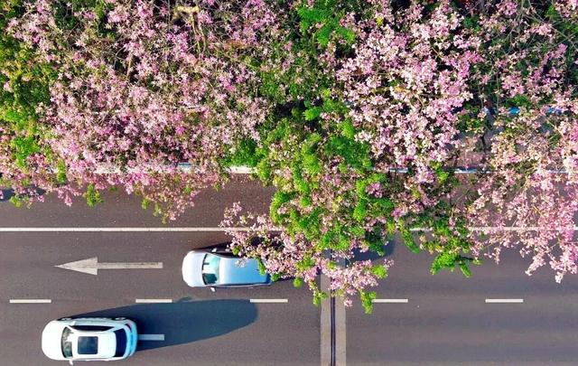 快去拍！柳州的冬天像是倒放的春天