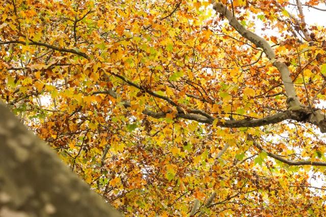 含“金”量超高！快来打卡贵安绝美梧桐大道