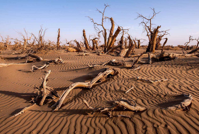 美媒：中国不可怕	，可怕的是中国只用10万头猪，就解决了治沙难题