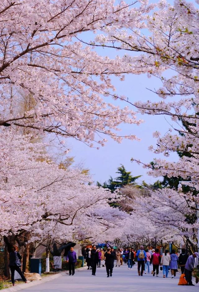 市南的2026，应该这样过...