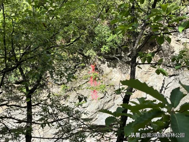 进山纳凉来黑河国家森林公园，让你逃离酷暑，一键降温！
